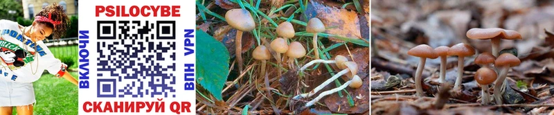Галлюциногенные грибы Psilocybine cubensis  Урень 